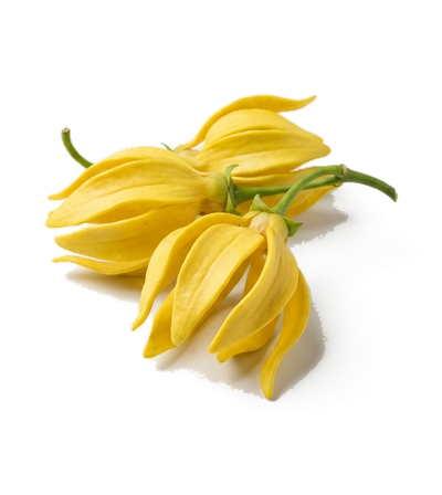 Ylang ylang